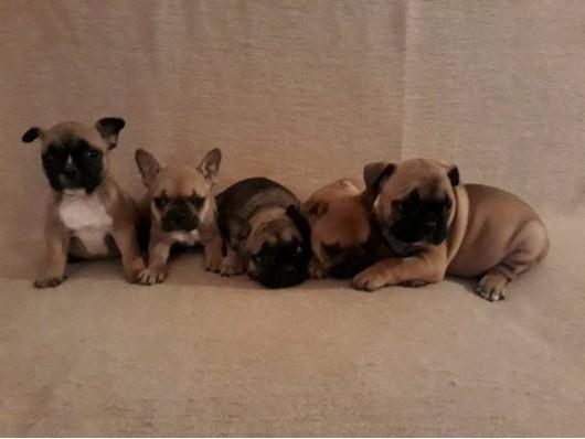 Francuski buldozi stenad